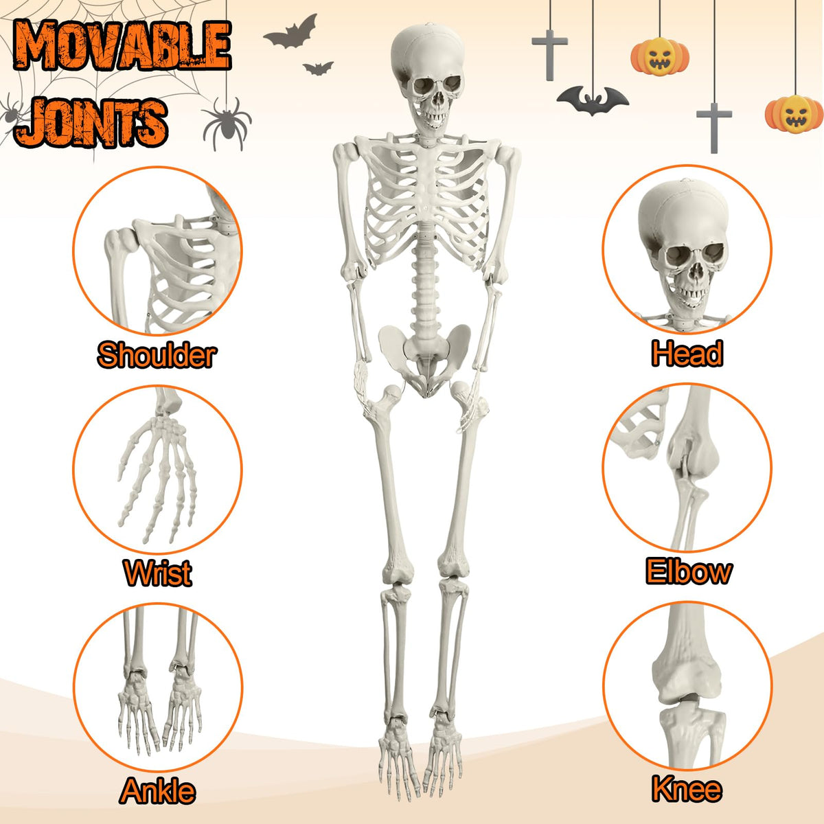 5.4FT Posable Life Size Skeleton A6824