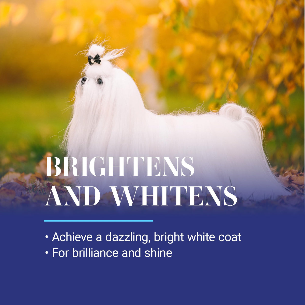 White Dog Shampoo 16OZ Z861964